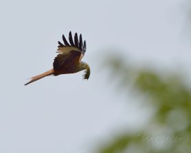 DSC_5488(1)1