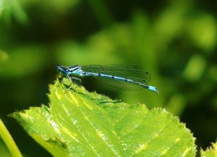 Azurjunger, Bärbach