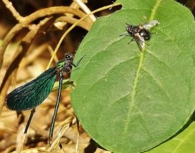 150614 Blaufluegel-Prachtlibelle (Calopteryx virgo), Maennchen, mit Fliege, Schoenborner Wald (1)