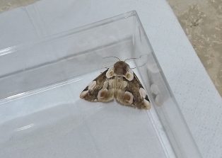 150619 Roseneule (Thyatira batis), Schmidt (1)