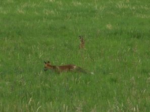150628 Fuchs und Hase, Schoenborn (12)