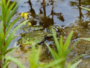Teichfrosch
