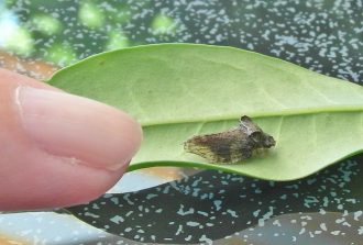 150805 Buckelzirpe- eventuell Dornzikade (Centrotus cornutus) (9)