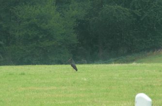 150811 Schwarzstorch, Wasenbach (3) - Kopie