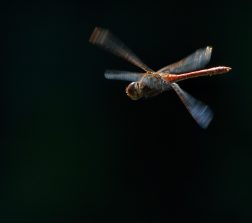 DSC_6563