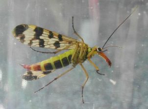 150911 Gemeine Skorpionsfliege (Panorpa communis), Weibchen, Terrasse (1)