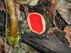 160126 Linden-Kelchbecherling (Sarcoscypha jurana) (1)