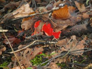 160126 Linden-Kelchbecherling (Sarcoscypha jurana) (4)