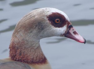 160217 Nilgans, Lahn Balduinstein (14)