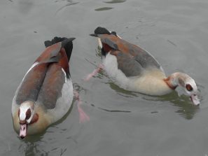 160217 Nilgans, Lahn Balduinstein (3)