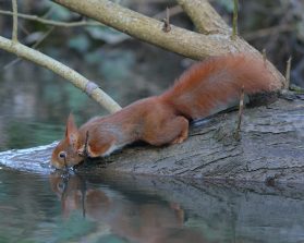 Eichhörnchen