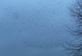 160322 Stare, Schläfer, Diez (29)