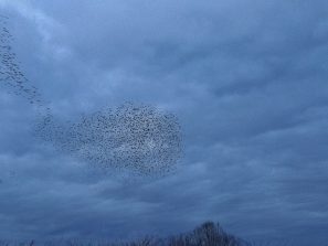 160323 Stare, Schläfer, Diez (27)