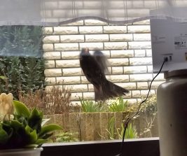 160330 Amselhahn, Fenster Büro (11)