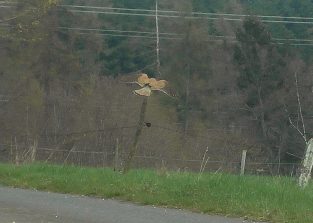 160410 Turmfalke, Weg nach HH (2)