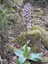 DSCN1347_1_1