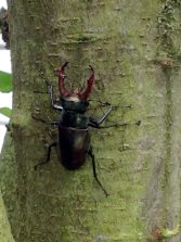 IMG_0599