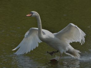 Schwan