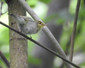 Waldlaubsaenger