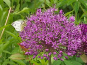 160525 Grünader Weißling, Pieris napi-Weibchen der 1