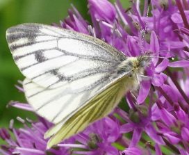 160525 Grünader Weißling, Pieris napi-Weibchen der 1