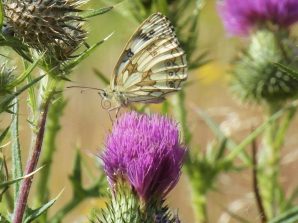 160708 Schachbrett, Weg nach Habenscheid
