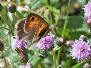 160710 2 x Großes Ochsenauge (Maniola jurtina), oben Weibchen, unten Fliege ,Bärbacher Weiher (13)