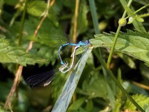 160710 Hufeisen-Azurjungfer (Coenagrion puella) bei Paarung, Bärbacher Weiher (18)