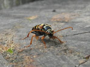160722 Goldhaariger Halsbock, Weibchen, ( Leptura aurulenta), Niederwalddenkmal (9)