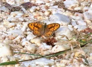160731 Mauerfuchs (Lasiommata megera), ehem