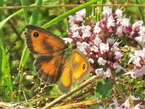 160731 Rotbraunes Ochsenauge (Pyronia tithonus), Weg nach HH (15)