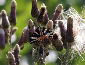 160807 Russischer Bär (Euplagia quadripunctaria), auch Spanische Fahne, Bärbacher Weiher (16)