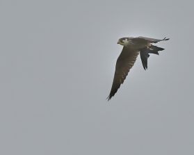 Baumfalke
