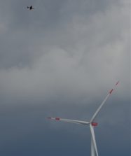 Rotmilan