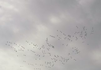 161113 Kraniche, Am Pfahlapfelbaum, Wasenbach (7)