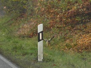 161113 Mäusebussard, L 318, neben Fuchsenhöller Weg (3)