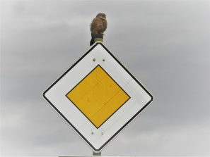161122 Turmfalke, VZ, Nähe Abfahrt Bärbach (1)