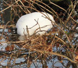 170122 Vogelnest mit Schnee bedeckt (3) a