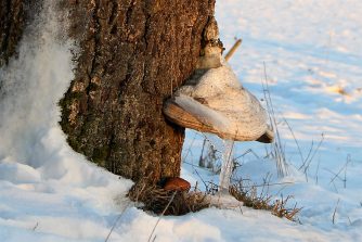 170122 Zunderschwamm (Fomes fomentarius), Habenscheid, Nähe Bildstock (3)