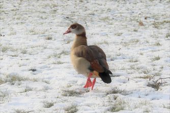 170127 Nilgänse, Diez, Lahn (33)