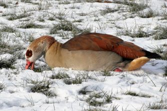 170127 Nilgänse, Diez, Lahn (8)