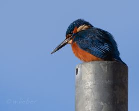 2017 Eisvogel
