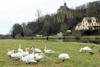 170205 Höckerschwäne, Lahnwiesen Aull (3)