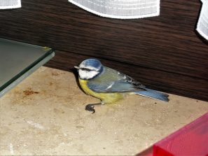 170225 Blaumeise in Küche