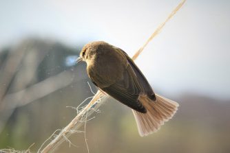 170228 Zilpzalp Terrasse (10)