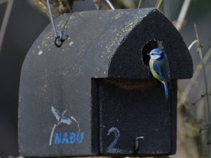 Blaumeise