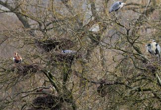 170303 Reiherkolonie mit Nilgänsen, Lahninsel unterhalb Dom, LM
