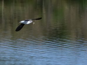 Waldwasserläufer