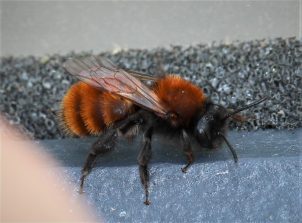 170331 Rotpelzige Sandbiene (Andrena fulva) (7)