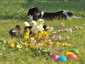 Hase Flecki mit Vorwerk und Sundheimer Küken (3)